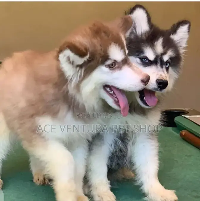 1-3 months Male Purebred Siberian Husky