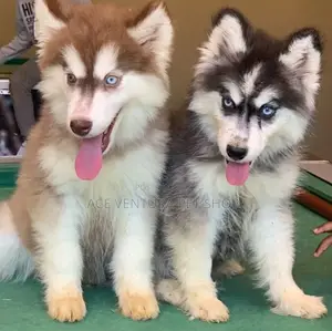 1-3 months Male Purebred Siberian Husky
