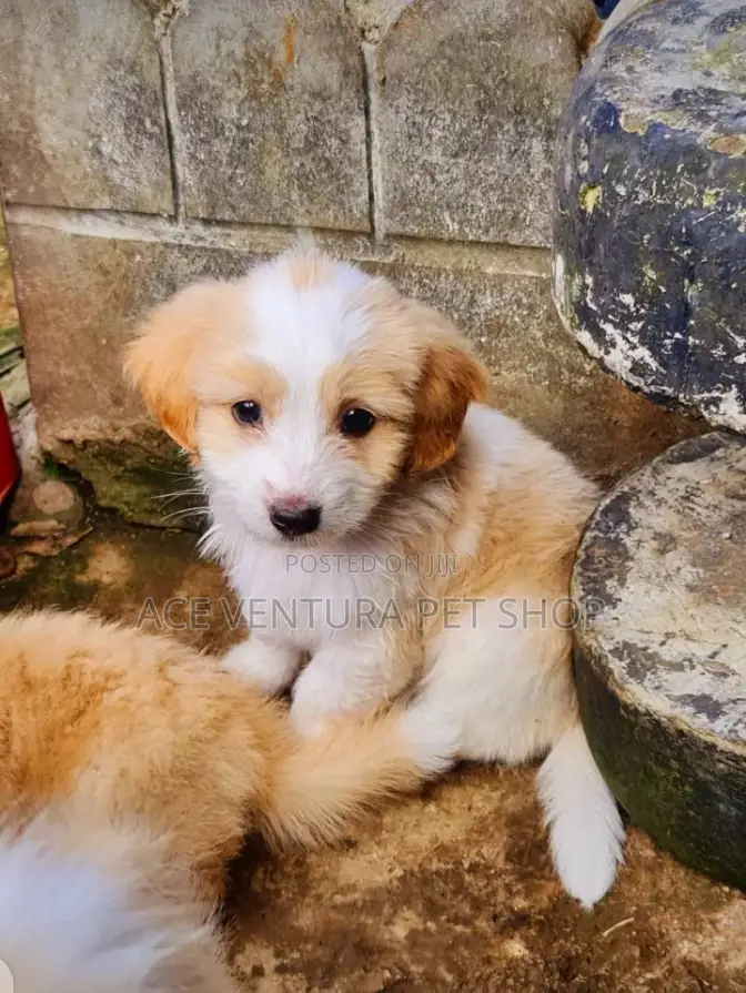 1-3 months Male Purebred Maltese