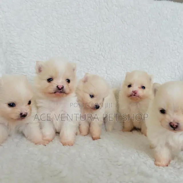 1-3 months Male Purebred Pomeranian