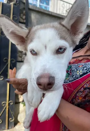 Photo - 3-6 months Male Purebred Siberian Husky