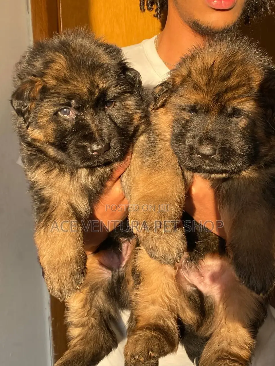 1-3 months Male Purebred German Shepherd