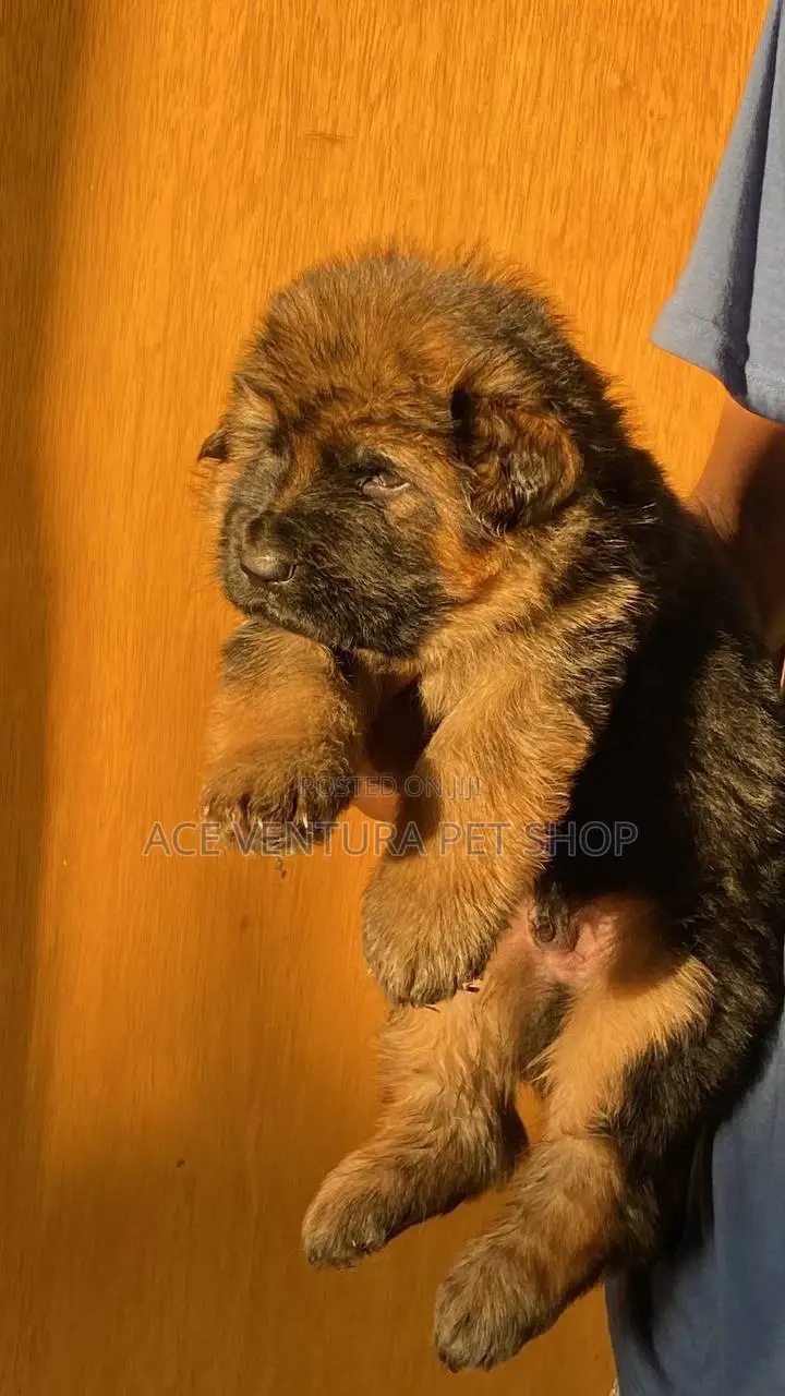 1-3 months Male Purebred German Shepherd