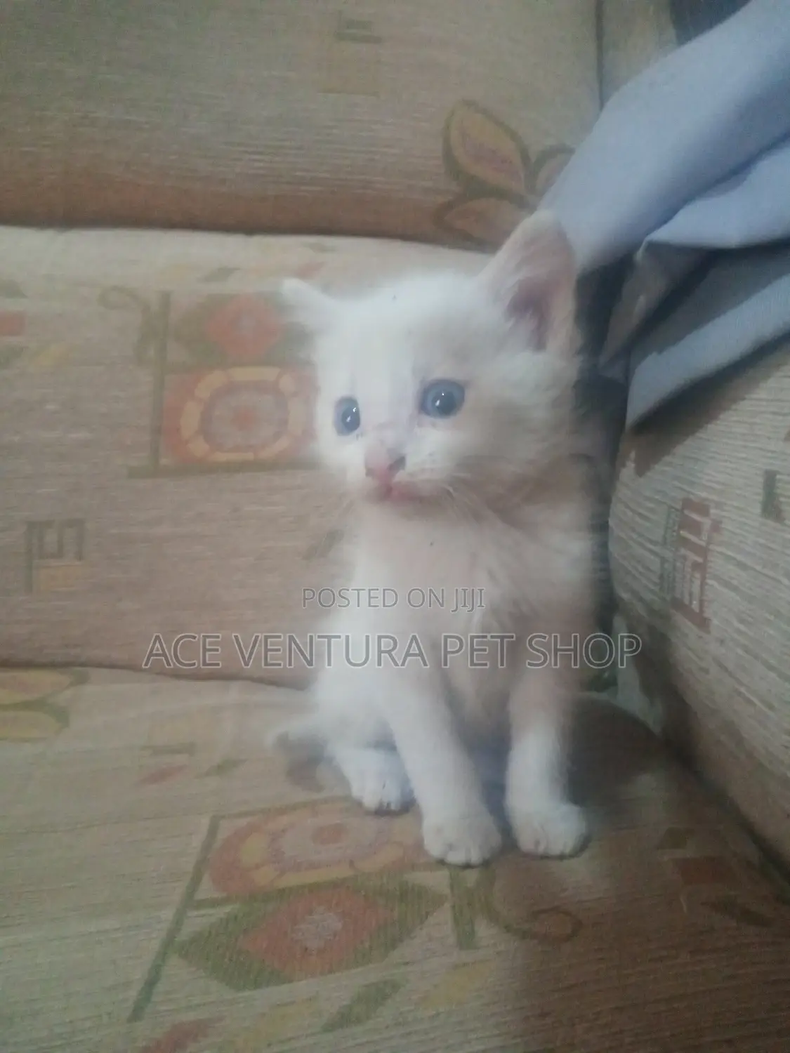 1-3 months Female Purebred American Shorthair