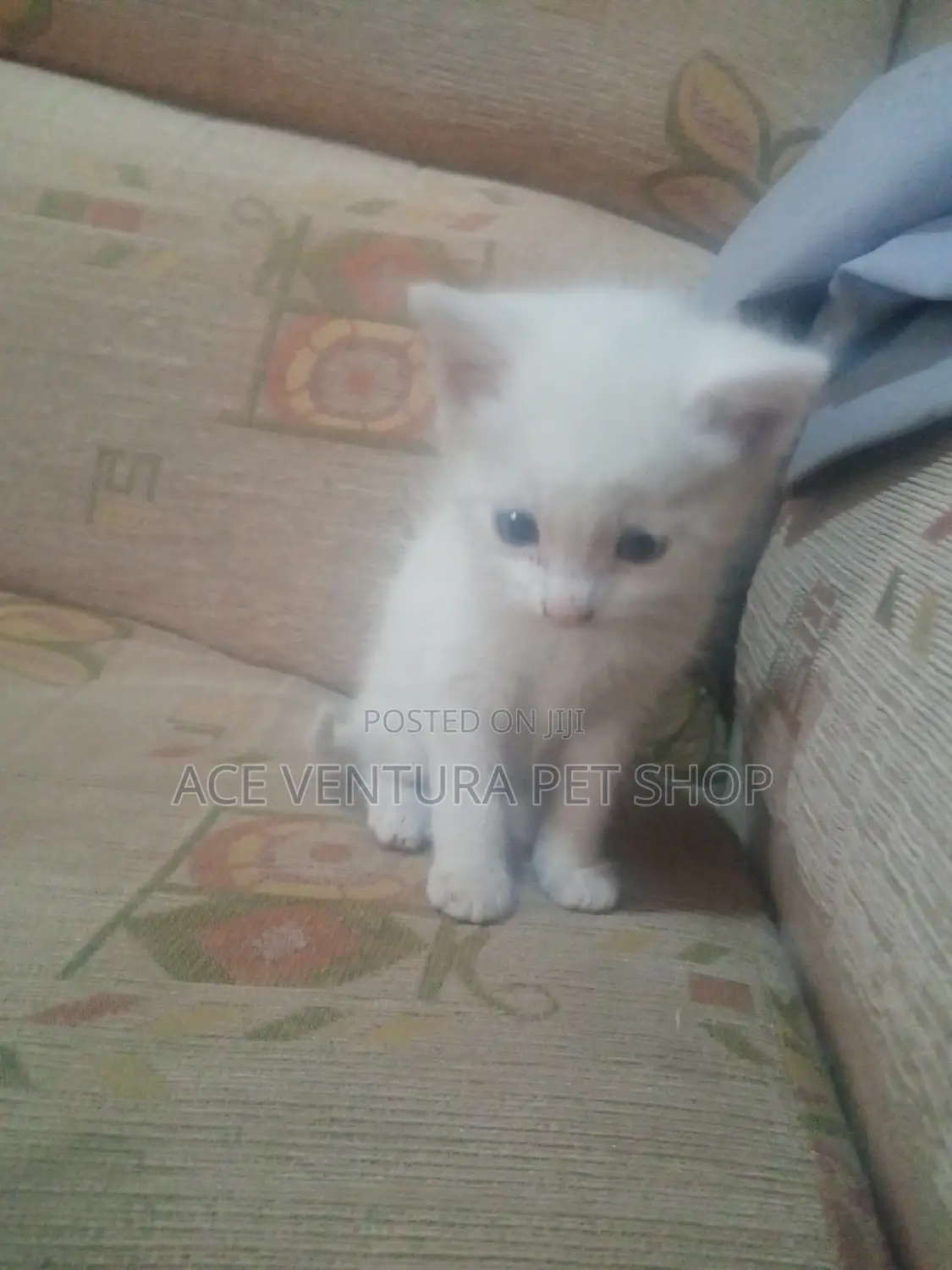 1-3 months Female Purebred American Shorthair