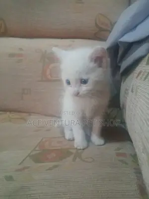 1-3 months Female Purebred American Shorthair