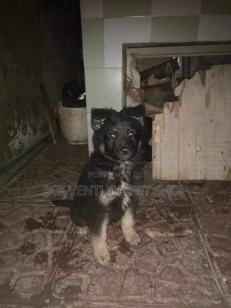 1-3 months Male Purebred German Shepherd