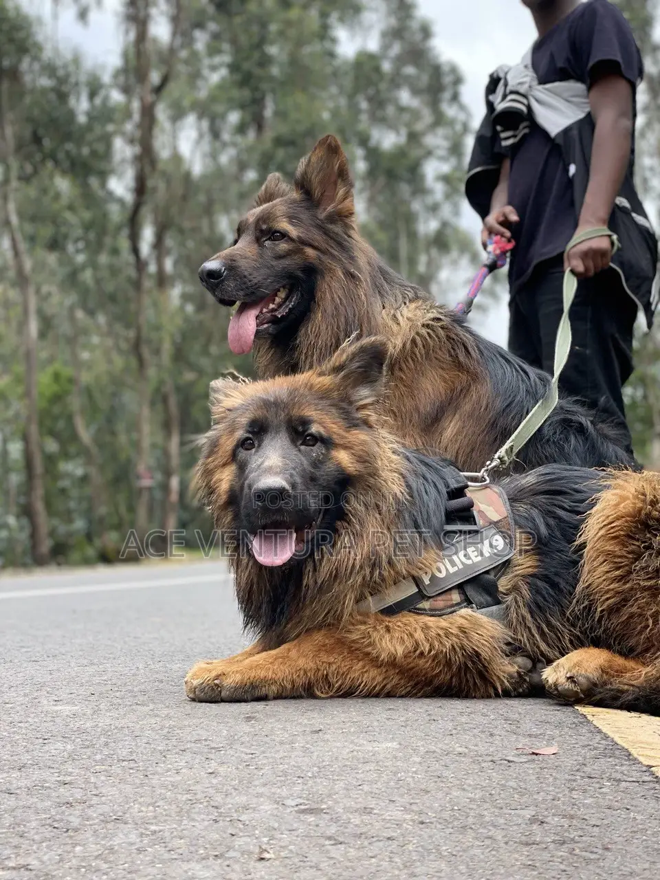 1-3 months Male Purebred German Shepherd