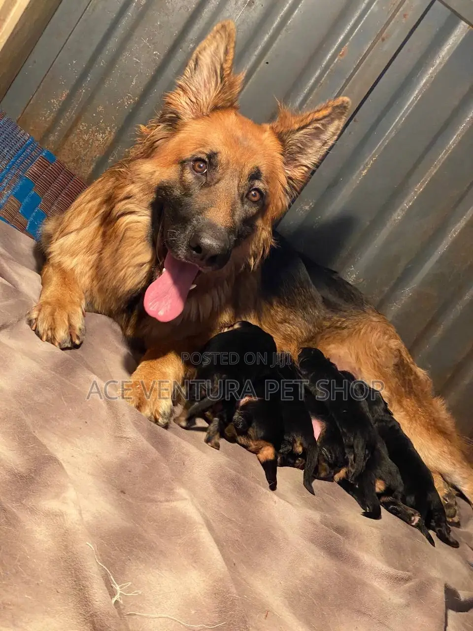 1-3 months Male Purebred German Shepherd