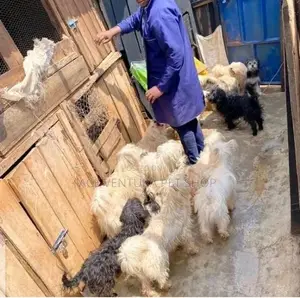 Photo - 1-3 months Male Purebred Maltese