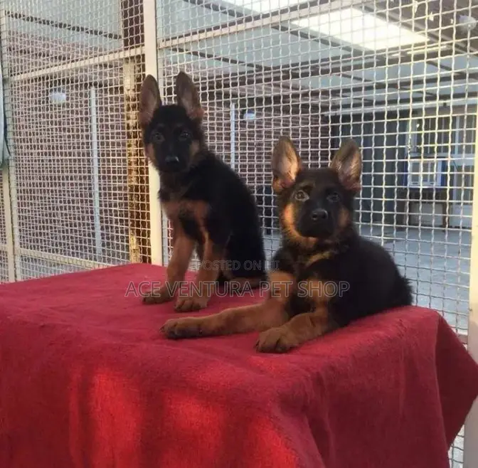 1-3 months Male Purebred German Shepherd