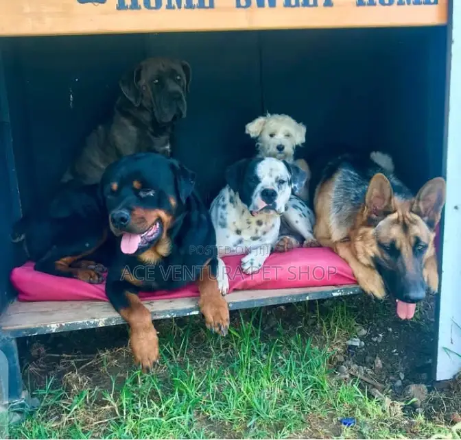 1-3 months Male Purebred German Shepherd