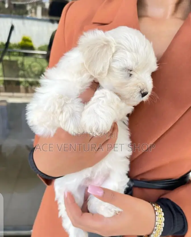 1-3 months Male Purebred Maltese