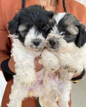 1-3 months Male Purebred Maltese