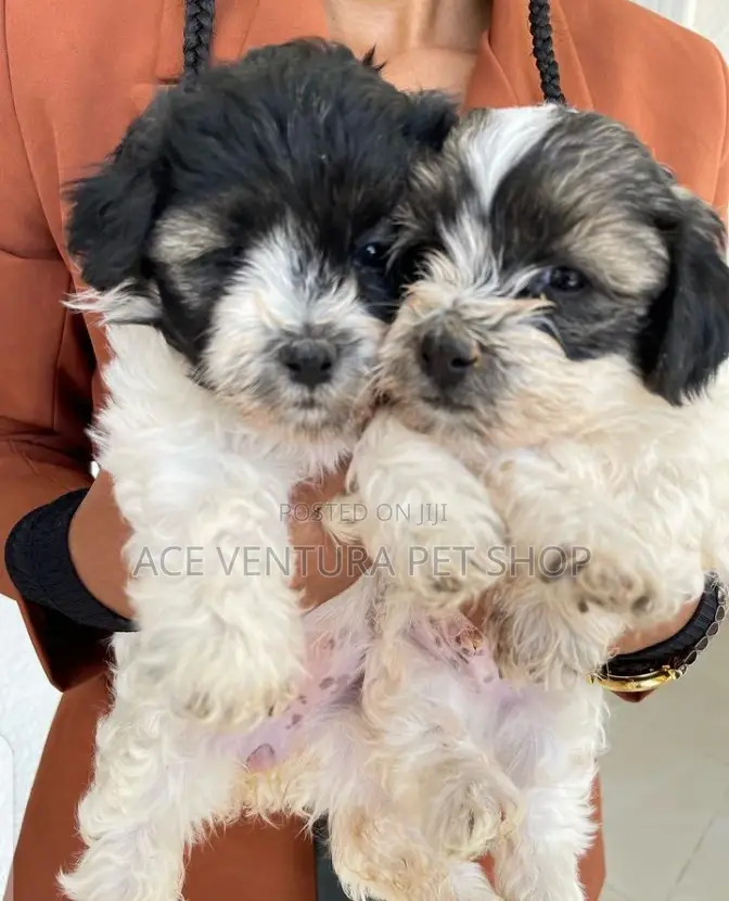 1-3 months Male Purebred Maltese