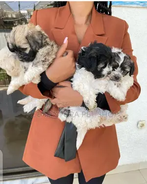 1-3 months Male Purebred Maltese