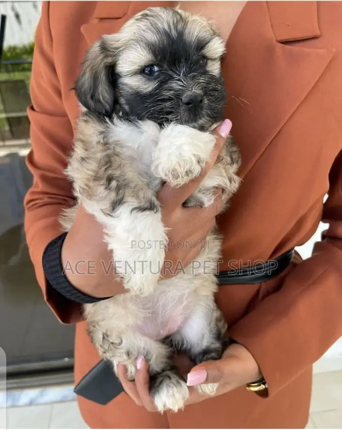 1-3 months Male Purebred Maltese