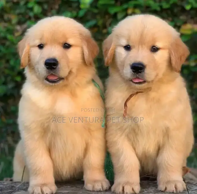 1-3 months Male Purebred Golden Retriever