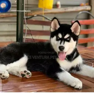 Photo - 1-3 months Male Purebred Siberian Husky