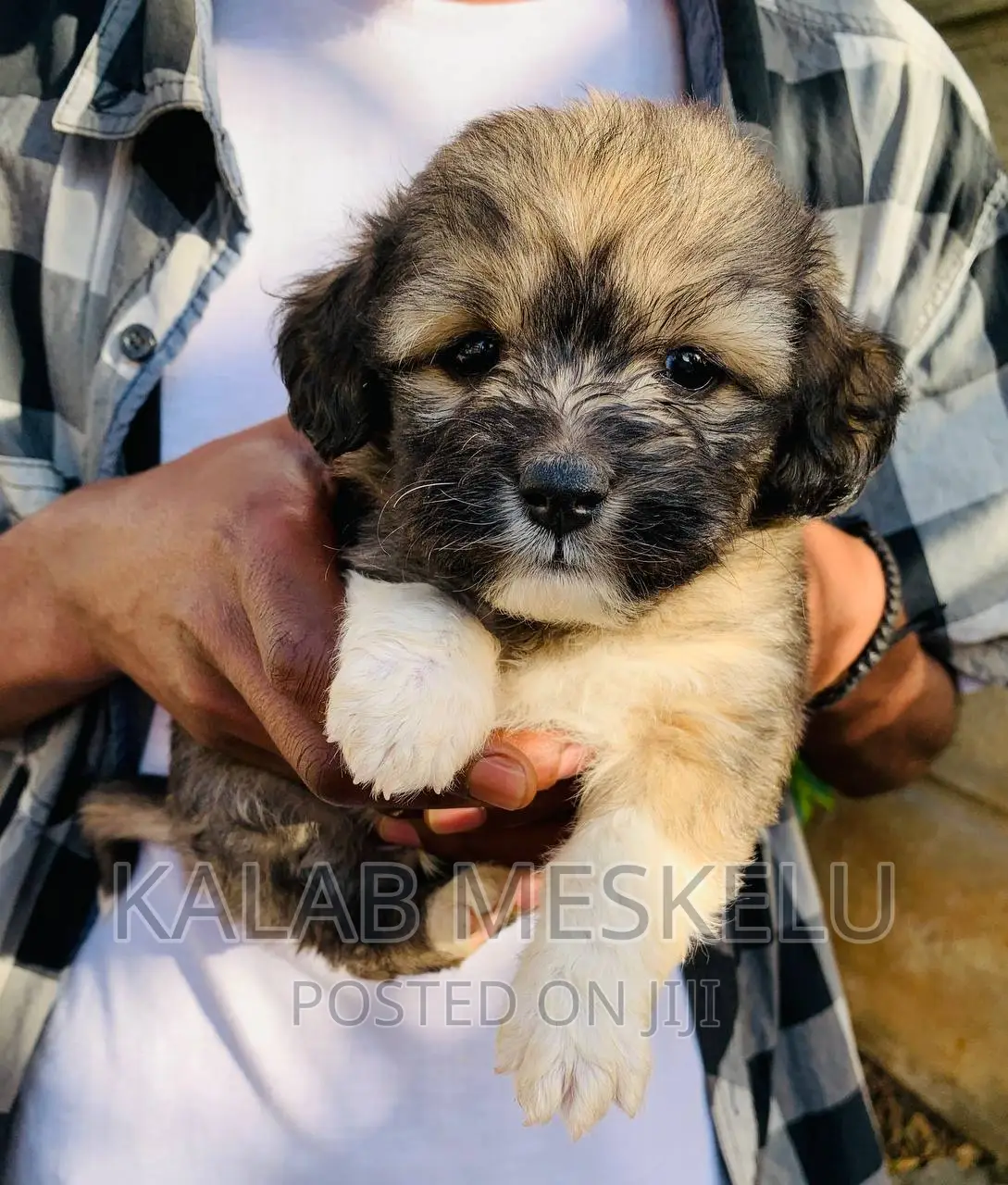1-3 months Male Purebred Havanese