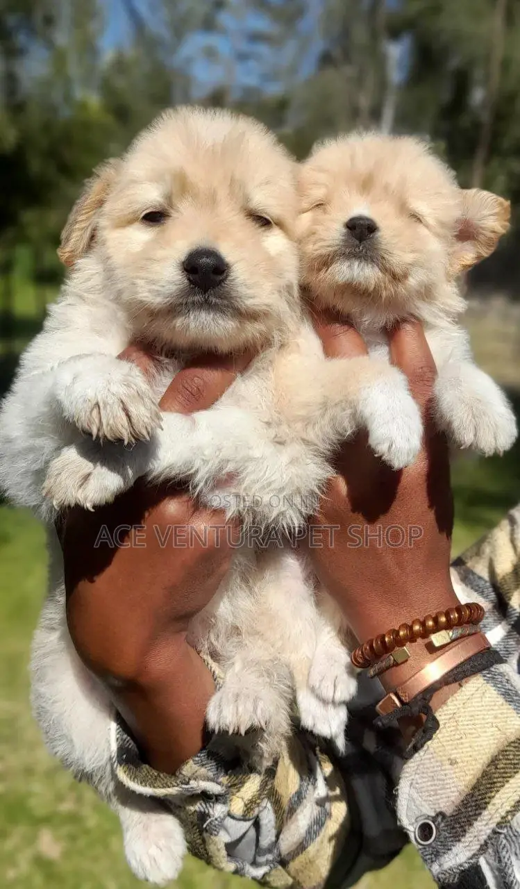 1-3 months Male Purebred Maltese