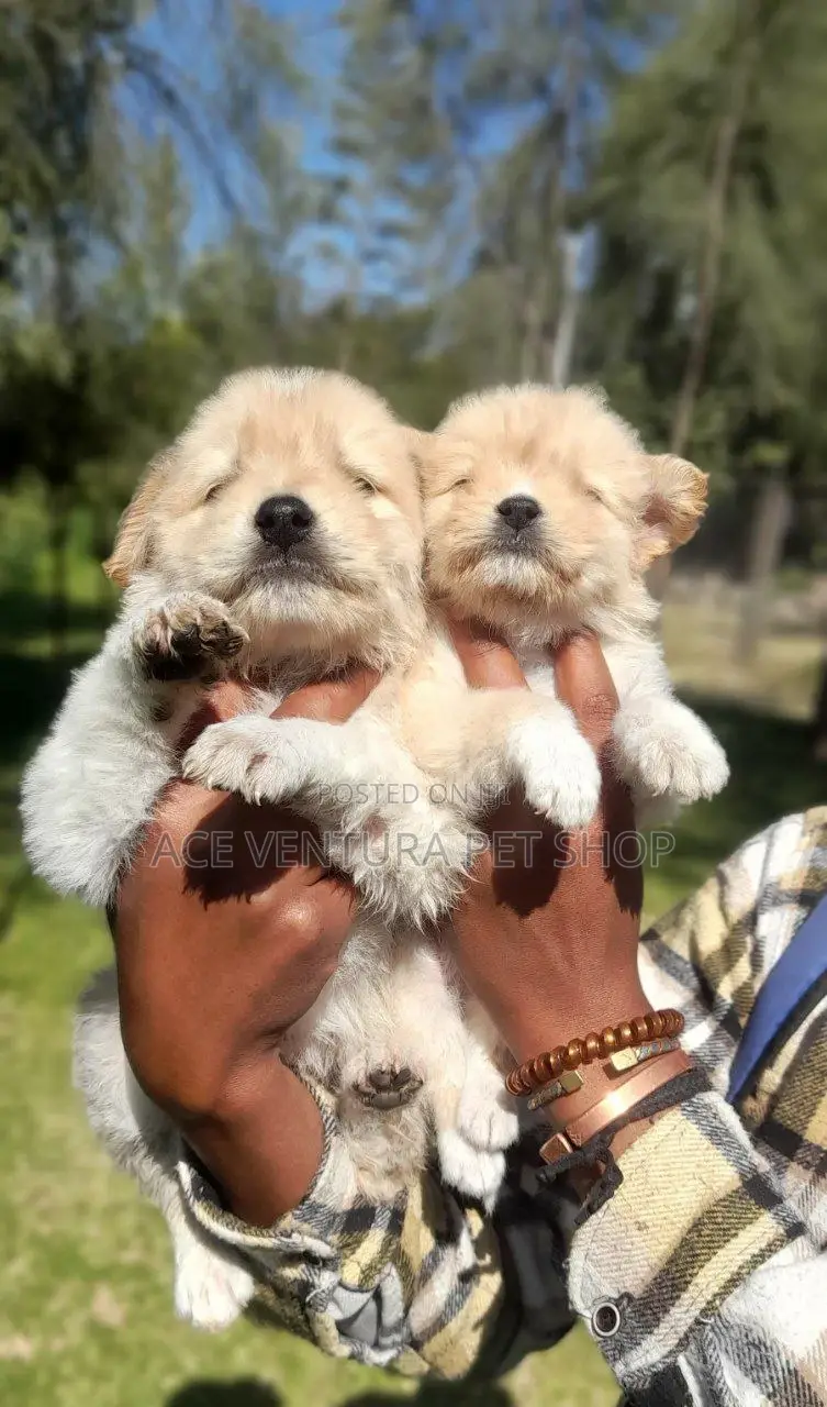 1-3 months Male Purebred Maltese