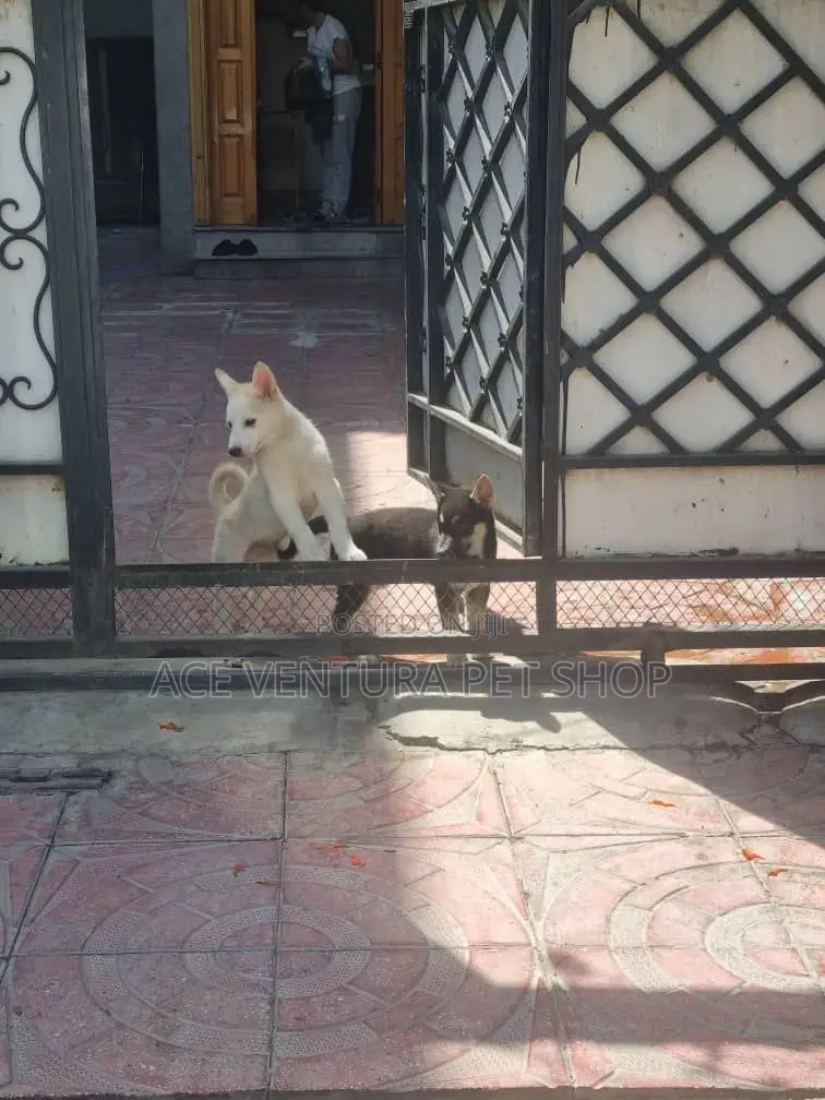 1-3 months Male Purebred German Shepherd