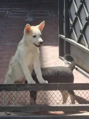 Photo - 1-3 months Male Purebred German Shepherd