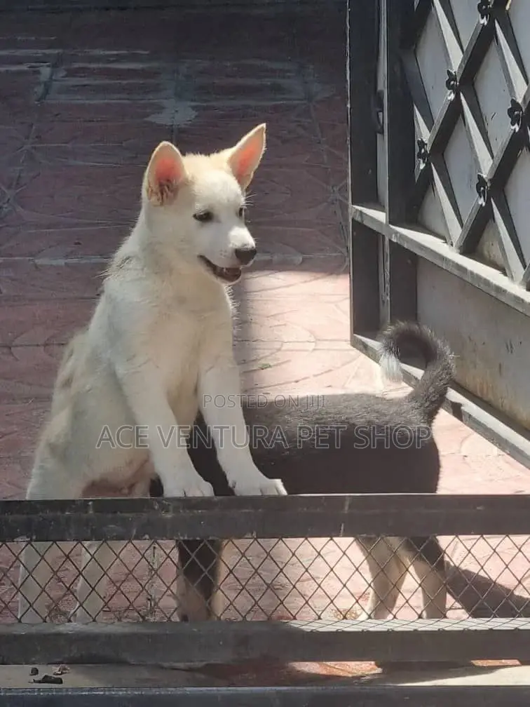 1-3 months Male Purebred German Shepherd