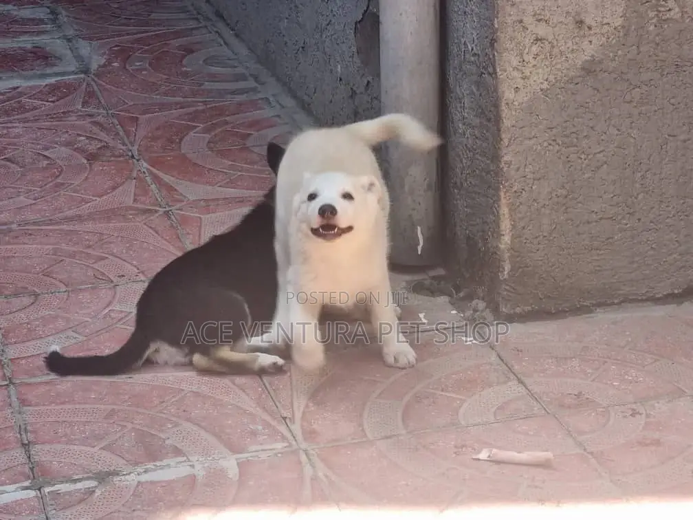 1-3 months Male Purebred German Shepherd