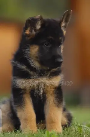 Photo - 1-3 months Male Purebred German Shepherd