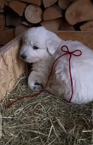 Photo - 1-3 months Male Purebred Maltese