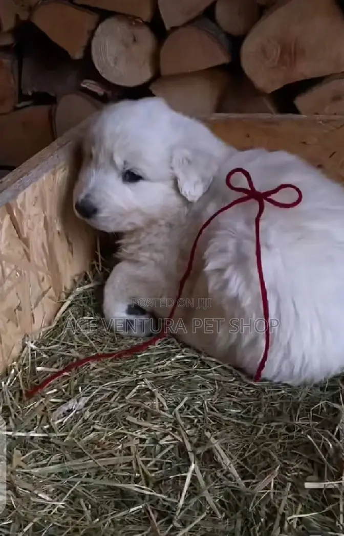 1-3 months Male Purebred Maltese