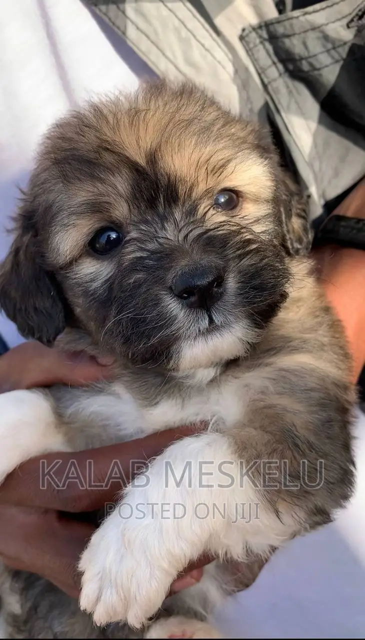 1-3 months Male Purebred Havanese