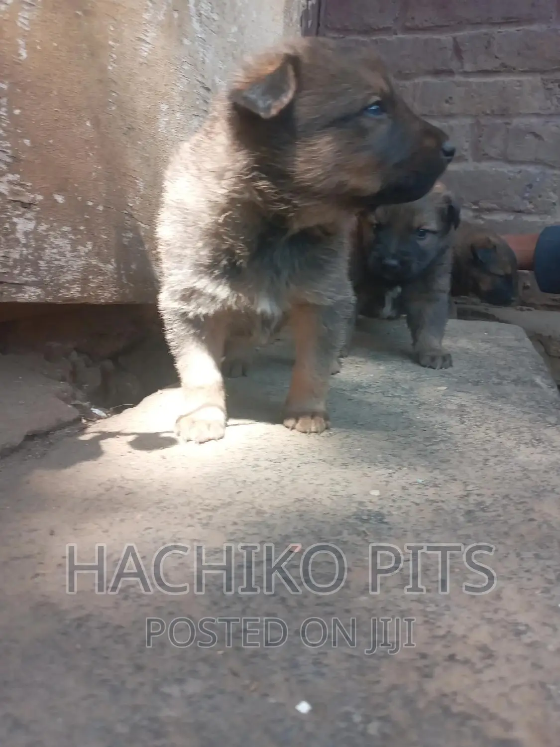 1-3 months Male Mixed Breed German Shepherd