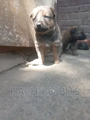 1-3 months Male Mixed Breed German Shepherd