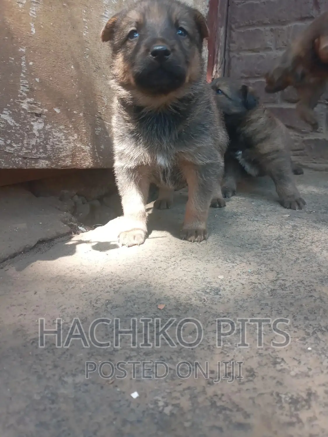 1-3 months Male Mixed Breed German Shepherd