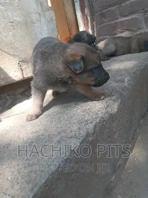 1-3 months Male Mixed Breed German Shepherd