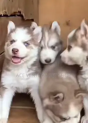 Photo - 1-3 months Male Purebred Siberian Husky