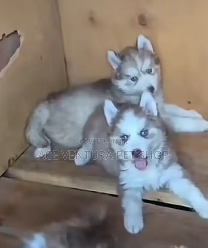 1-3 months Male Purebred Siberian Husky