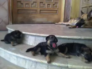 Photo - 1-3 months Male Purebred German Shepherd