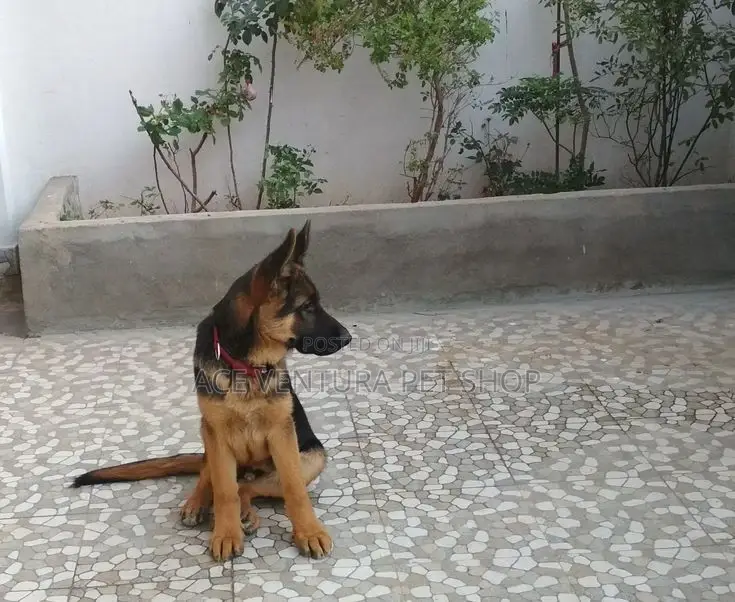 3-6 months Male Purebred German Shepherd