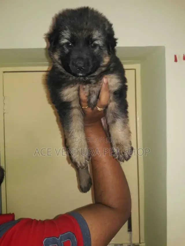 1-3 months Male Purebred German Shepherd