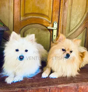 Photo - 1-3 months Male Purebred Pomeranian
