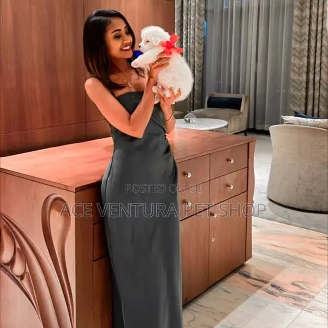 1-3 months Male Purebred Maltese