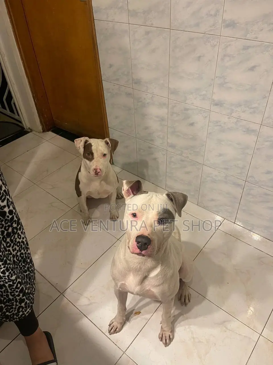 1-3 months Male Purebred American Pit Bull Terrier