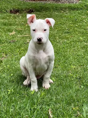 1-3 months Male Purebred American Pit Bull Terrier