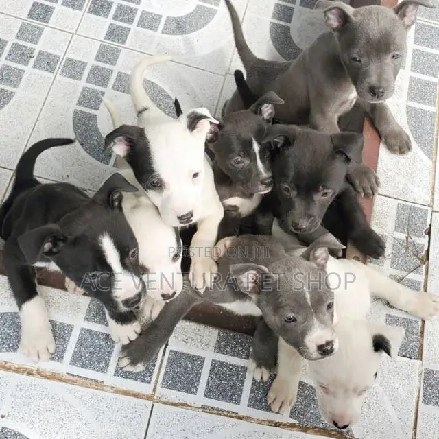 1-3 months Male Purebred American Pit Bull Terrier