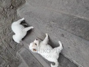 Photo - 1-3 months Male Purebred Maltese