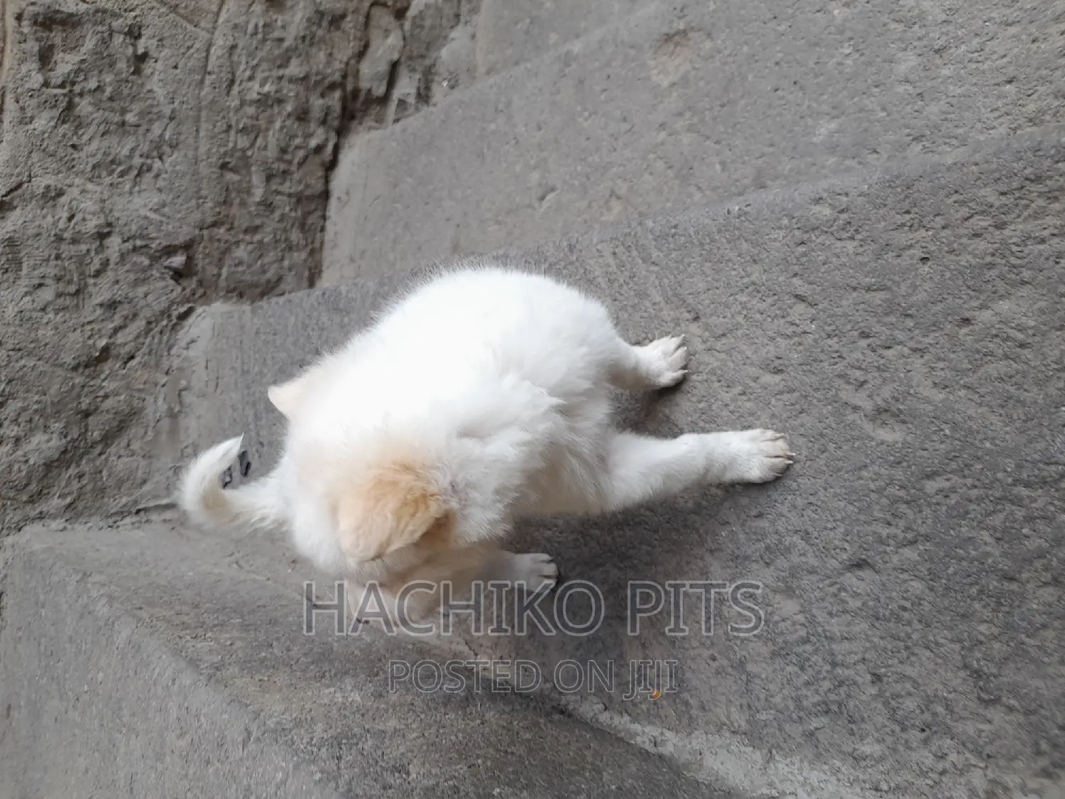 1-3 months Male Purebred Siberian Husky